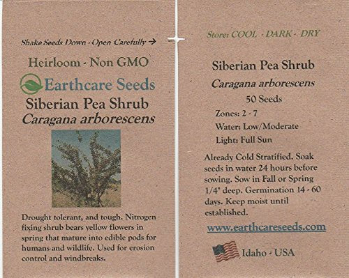 Earthcare Seeds Siberian Pea Shrub thrives in drought conditions.