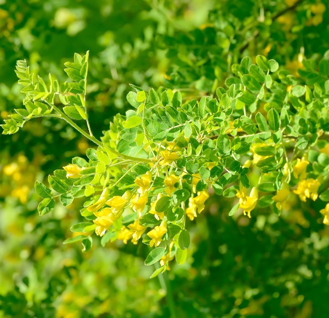 Earthcare Seeds Siberian Pea Shrub produces edible pods for people and wildlife.