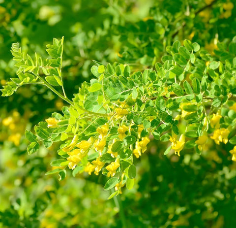 Earthcare Seeds Siberian Pea Shrub produces edible pods for people and wildlife.