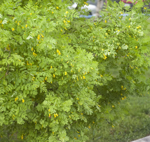 Earthcare Seeds Siberian Pea Shrub flowers in spring, bright yellow blooms attracting pollinators.