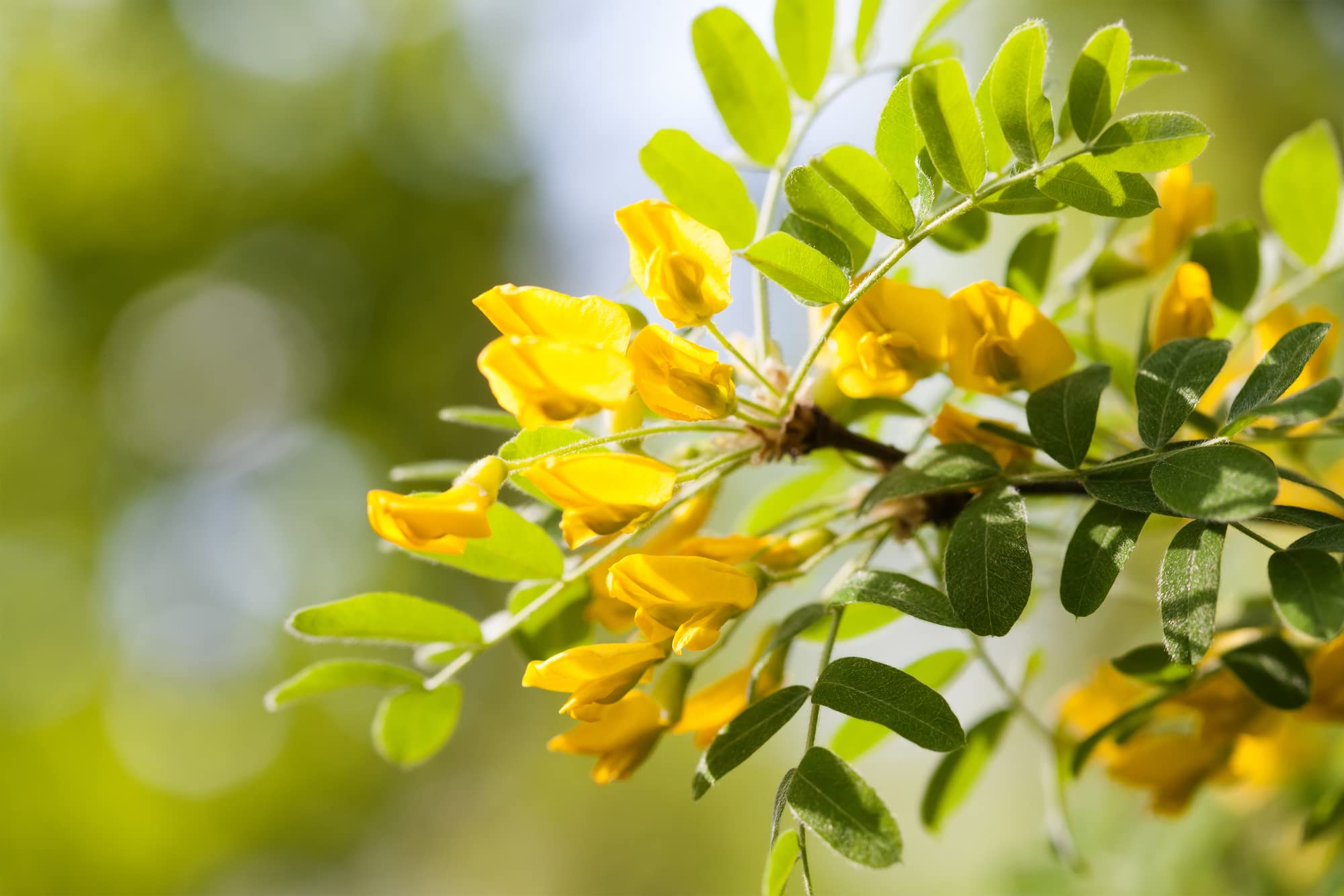 Earthcare Seeds Siberian Pea Shrub supports butterflies and pollinators.