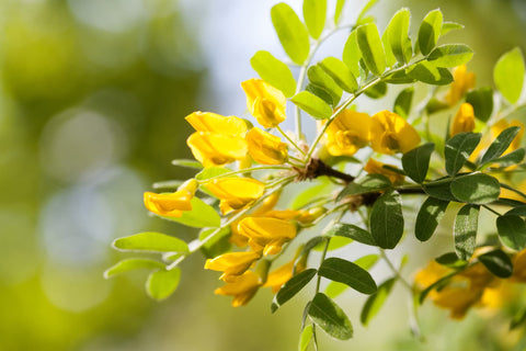 Earthcare Seeds Siberian Pea Shrub supports butterflies and pollinators.