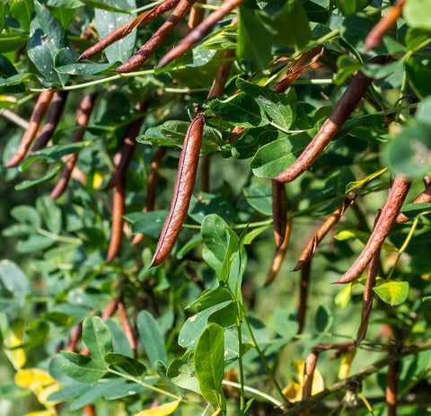 Earthcare Seeds Siberian Pea Shrub makes a hardy windbreak hedge.