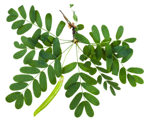 Earthcare Seeds Siberian Pea Shrub suited for zones 2 to 7.