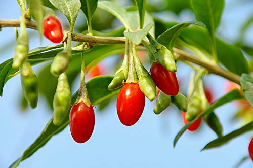 Earthcare Seeds Tibetan Goji berries ready to eat fresh or dried.