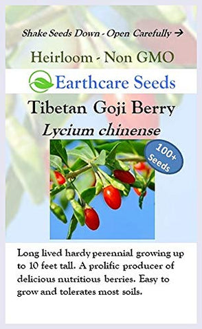 Earthcare Seeds Tibetan Goji pruning to improve yield.