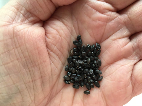 Earthcare Seeds True Comfrey leaves steeped into compost tea for garden nourishment.