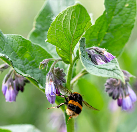 Earthcare Seeds True Comfrey thriving in zones 4–9 with minimal care.