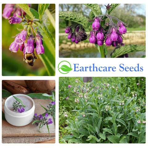 Earthcare Seeds True Comfrey packet includes growing instructions and a plant photo.