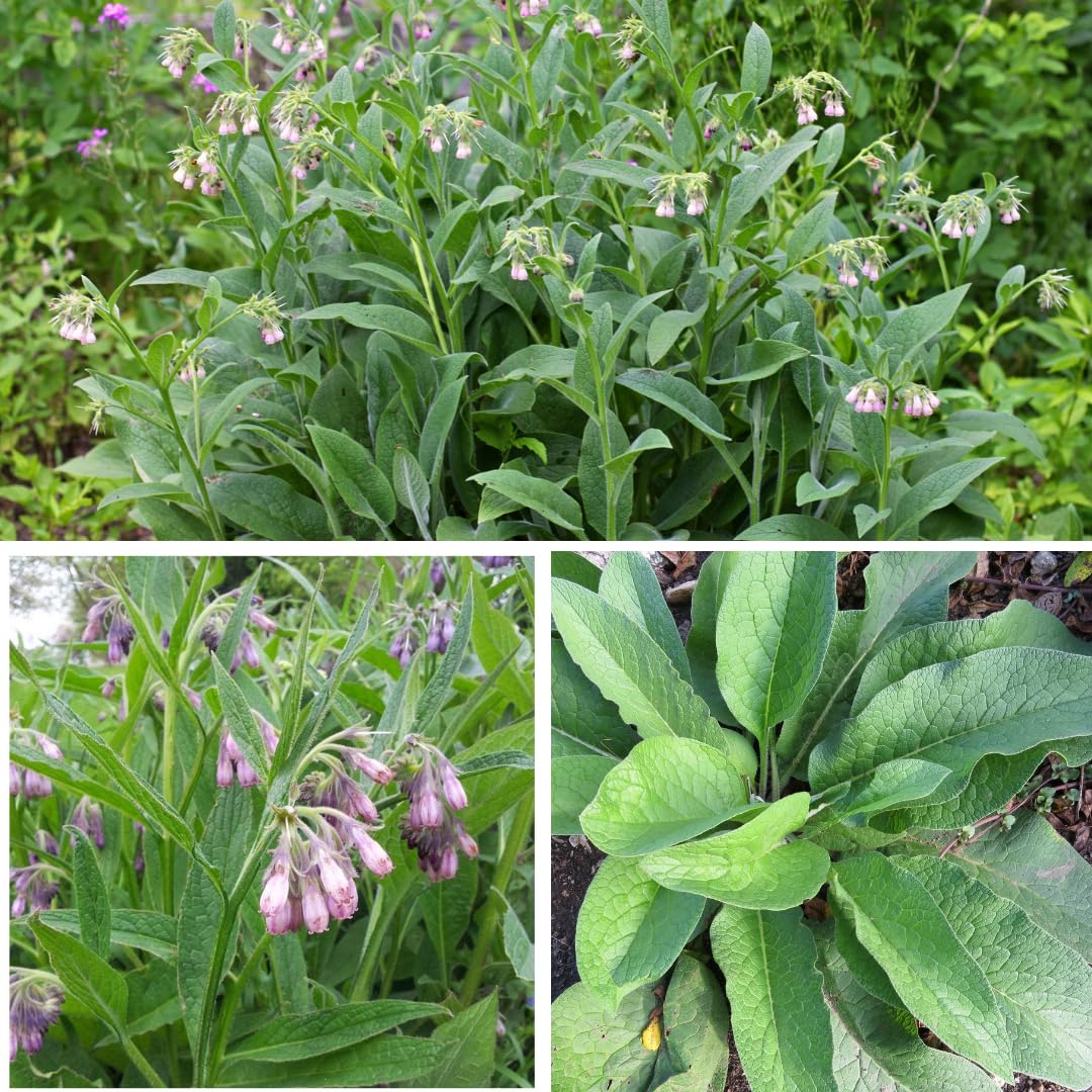 Earthcare Seeds True Comfrey leaves used as mulch for trees and shrubs.