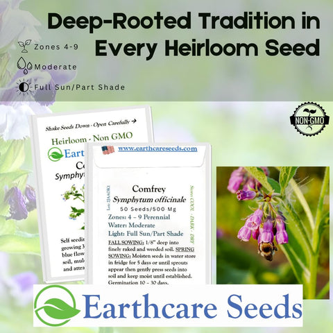 Earthcare Seeds True Comfrey seedling emerging in a sunny garden bed.