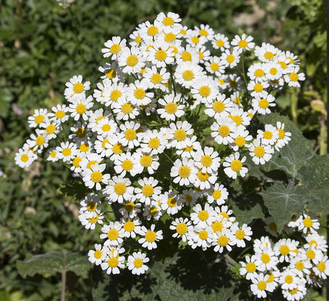 Earthcare Seeds Untreated seeds free from chemical treatment