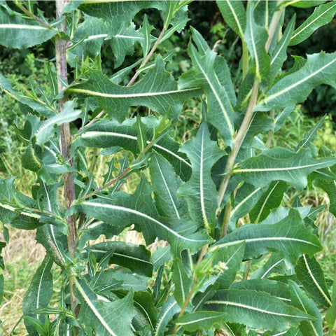Earthcare Seeds wild lettuce plant from rosette—full plant emerges in year two.