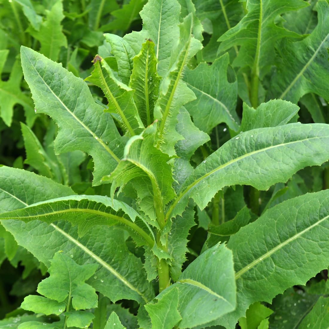 Earthcare Seeds wild lettuce prickly lettuce—bitter notes for traditional garden variety.
