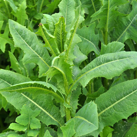 Earthcare Seeds wild lettuce prickly lettuce—bitter notes for traditional garden variety.