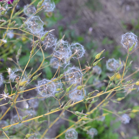 Earthcare Seeds wild lettuce tall plant—vigorous biennial form for garden height.