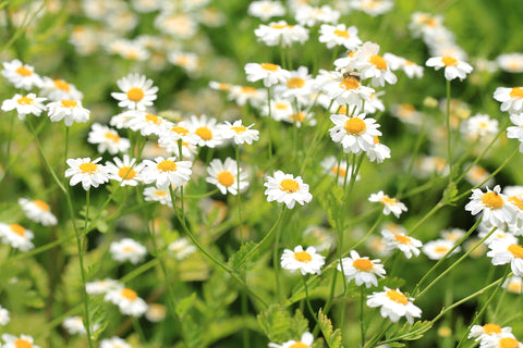 Earthcare Seeds Zone 5 perennial providing long-term garden interest