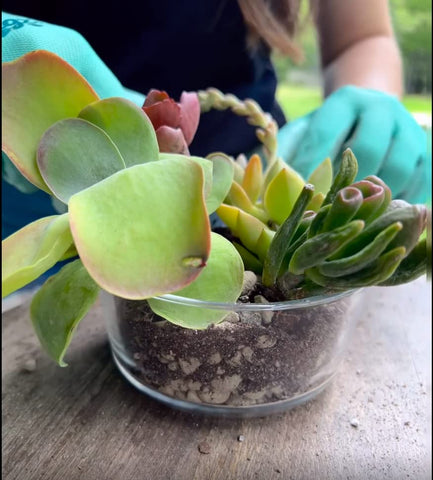 Moisture retention with Earthcore Icelandic pumice in plant soil