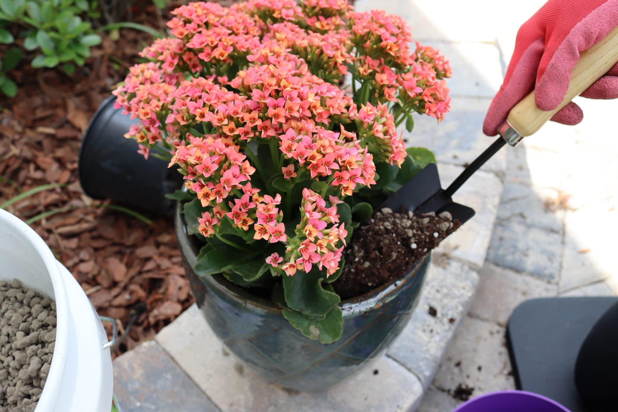 Root development with Earthcore Icelandic pumice in a potting mix