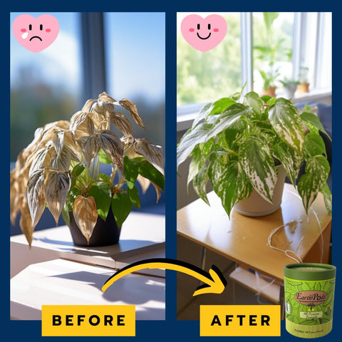Plants thriving after EarthPods treatment in pots.