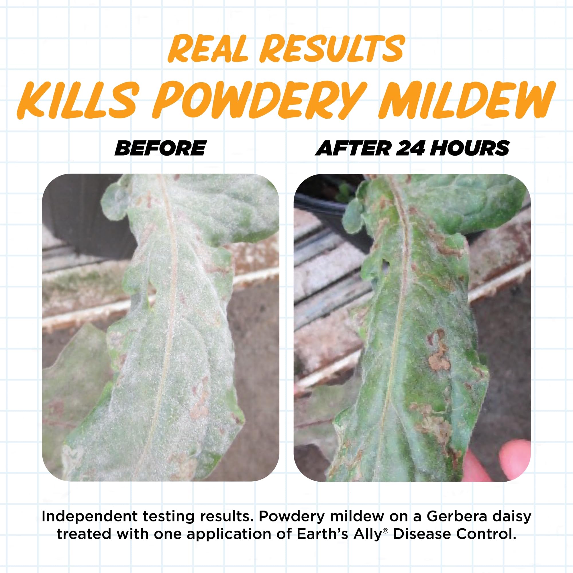 Healthy leaves after using Earth's Ally for disease protection.