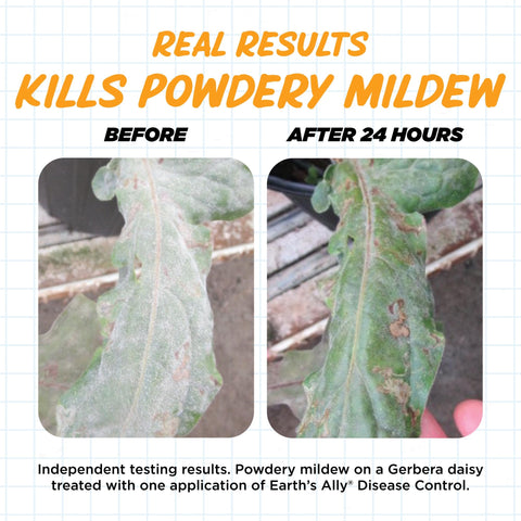 Healthy leaves after using Earth's Ally for disease protection.
