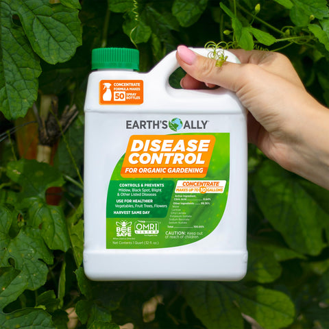 Powdery mildew on leaves before treatment with Earth's Ally.
