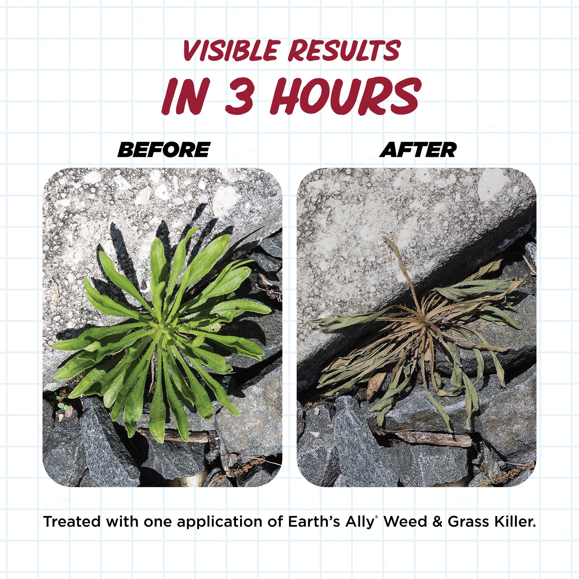 Earth's Ally weed killer being applied to driveway for quick results