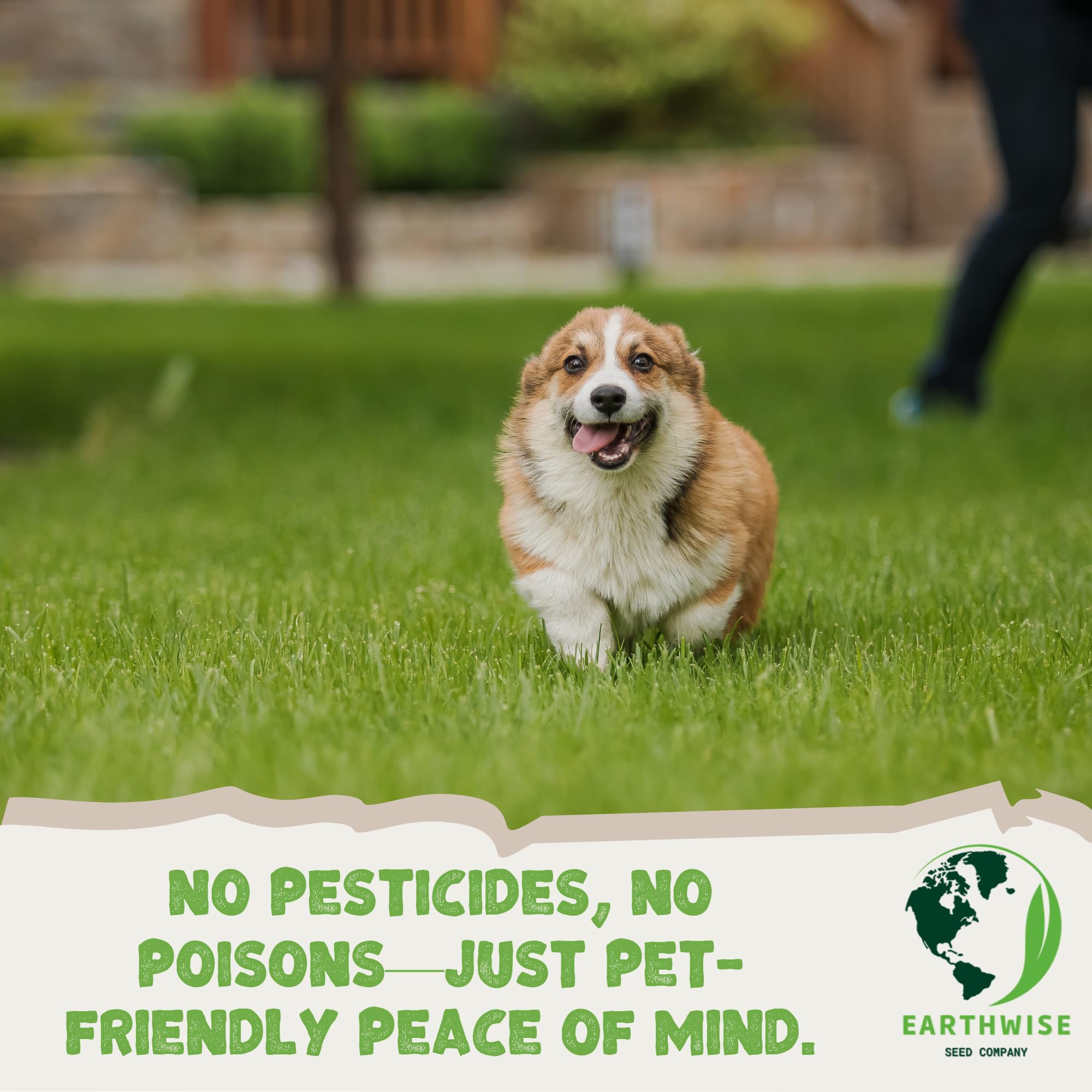 Earthwise PetLawn tall fescue and clover blend supports self-repair in sparse patches
