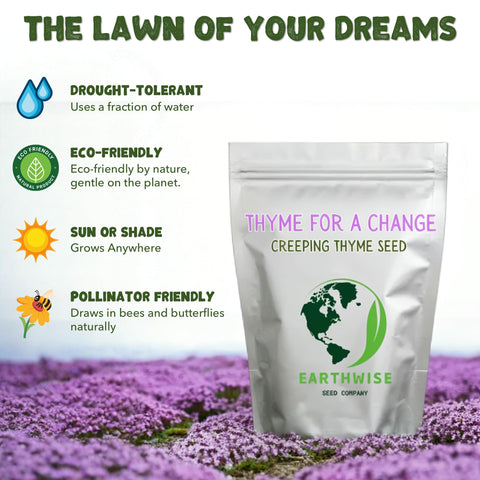 Earthwise Thyme for a Change drought-tolerant groundcover thrives with minimal watering