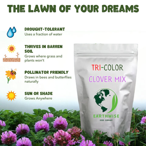 Earthwise Tri-Clover dense green cover, low-growing lawn substitute in sight.