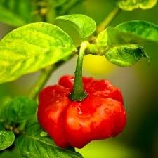 East-facing sun exposure boosts Aji Gustoso yields in bright mornings.