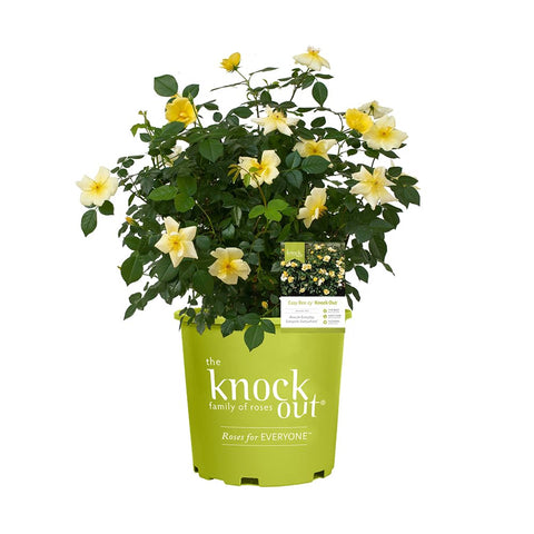 Easy Bee-zy Knock Out Rose yellow bloom for a vibrant border display.