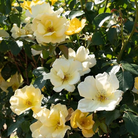 Easy Bee-zy Knock Out Rose border hedge forms a low, rounded feature.