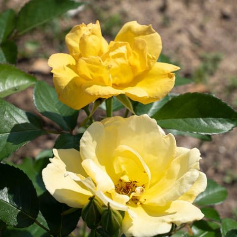 Easy Bee-zy Knock Out Rose container plant for patios and balconies.