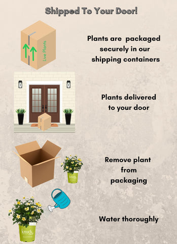Easy Bee-zy Knock Out Rose ships dormant in winter for shipping efficiency.