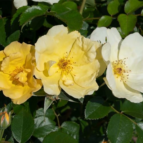 Easy Bee-zy Knock Out Rose in full sun provides repeated color through seasons.