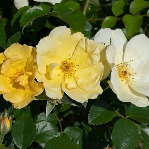 Easy Bee-zy Knock Out Rose in full sun provides repeated color through seasons.