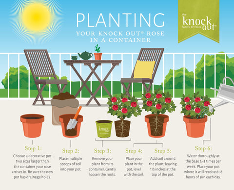 Easy Bee-zy Knock Out Rose enhances garden landscapes with color.