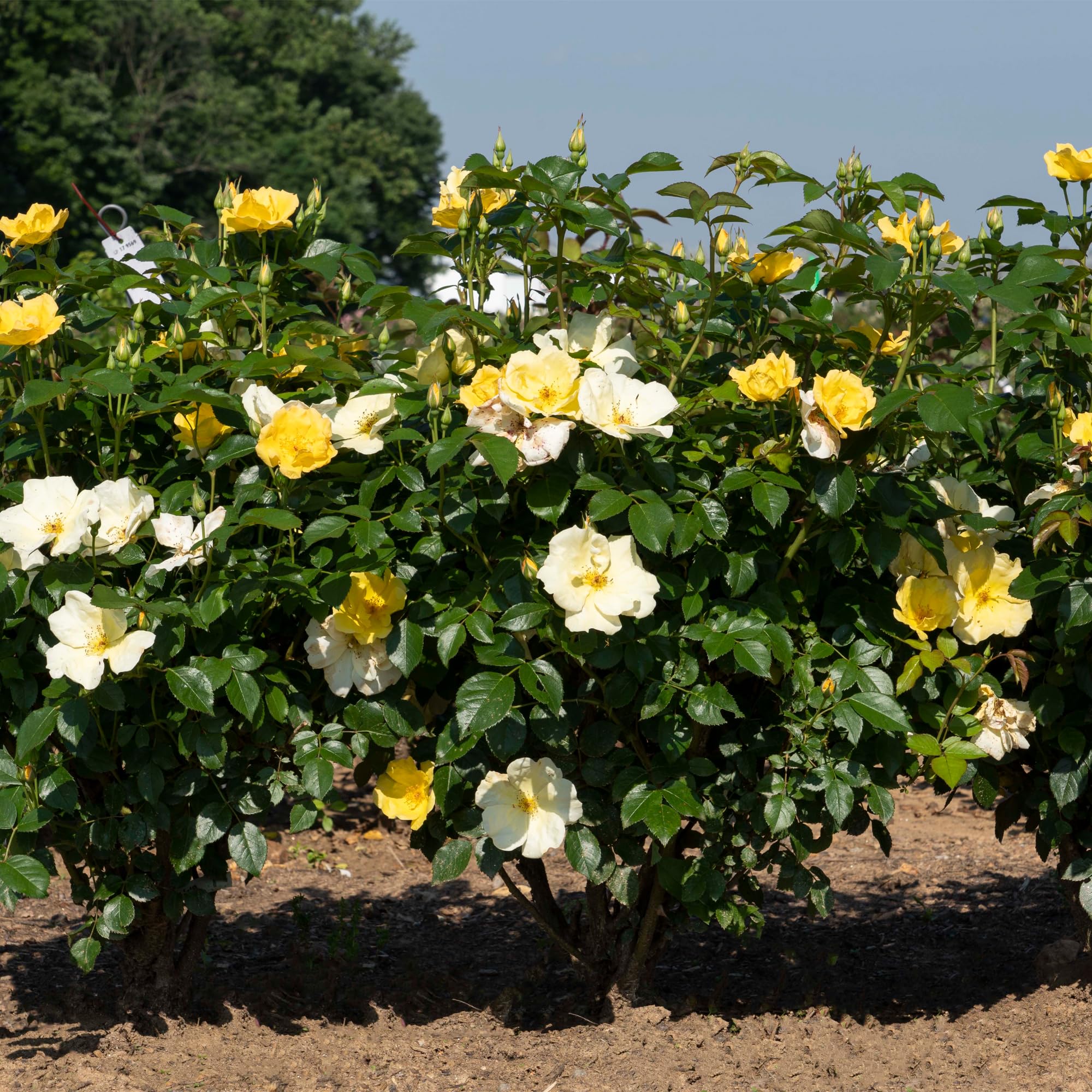 Easy Bee-zy Knock Out Rose nectar-rich blossoms attract pollinators.