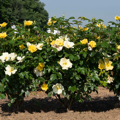 Easy Bee-zy Knock Out Rose nectar-rich blossoms attract pollinators.