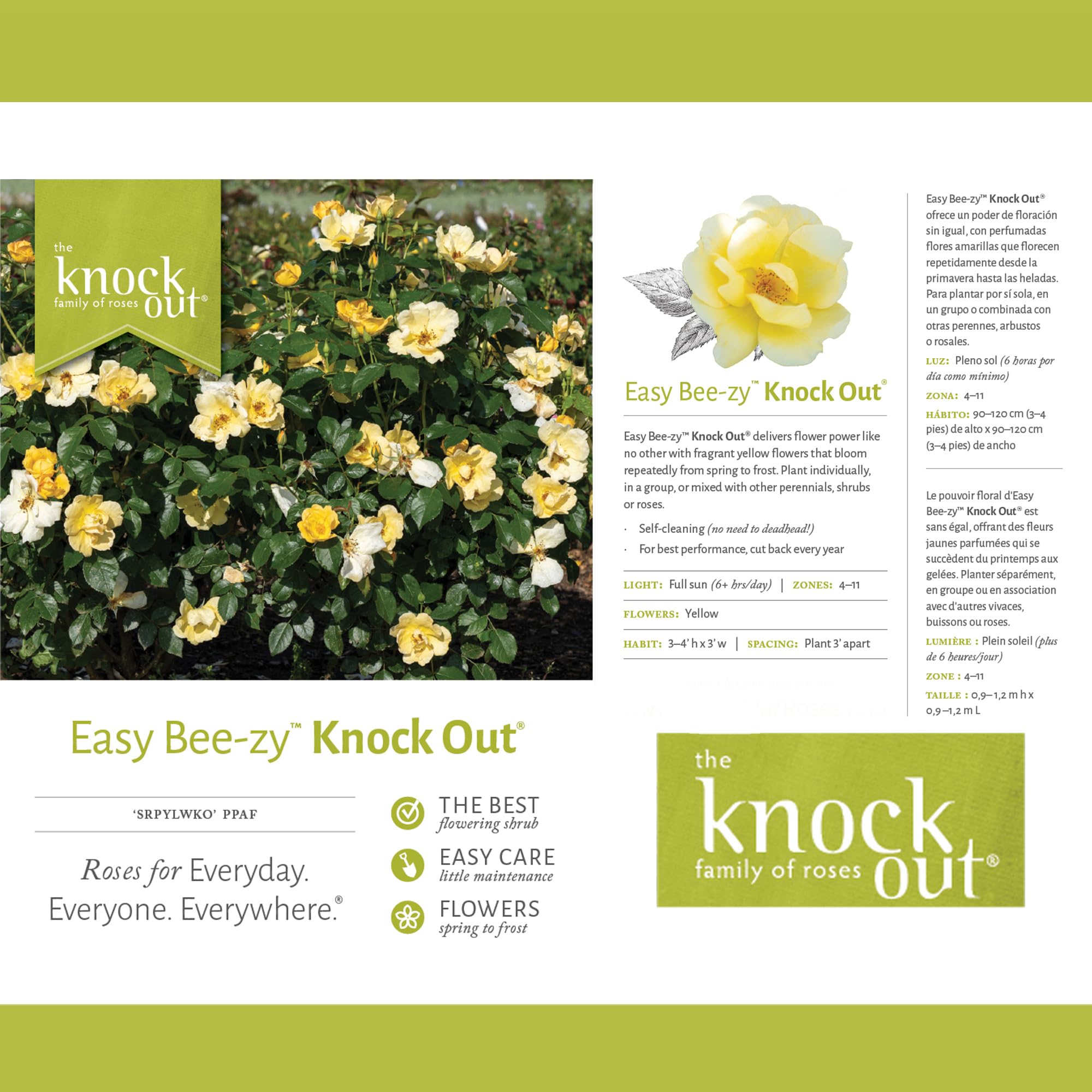 Easy Bee-zy Knock Out Rose rounded form for borders and accents.