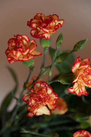 Easy-growing carnations add year-round appeal to yards and balconies