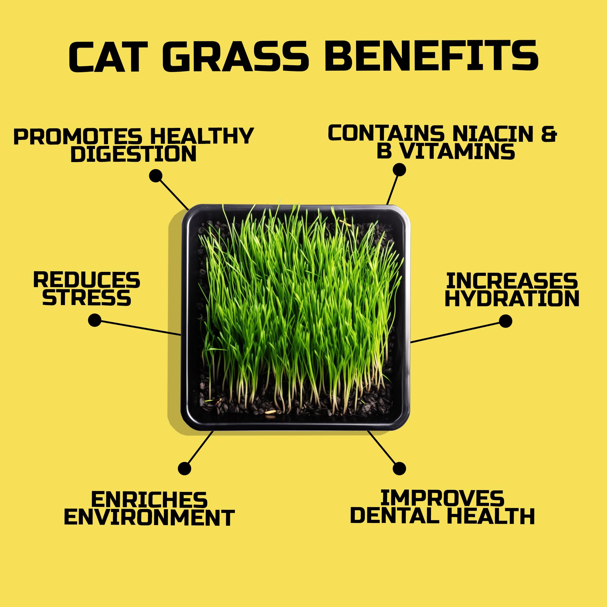 Easy Peasy CATGRASS seeds from our Illinois farm, grown with care for pure quality.