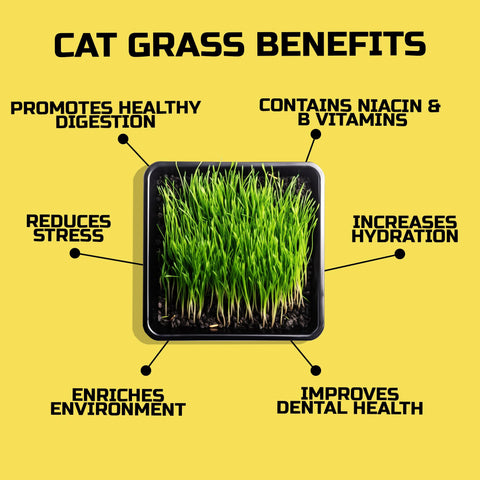Easy Peasy CATGRASS seeds from our Illinois farm, grown with care for pure quality.