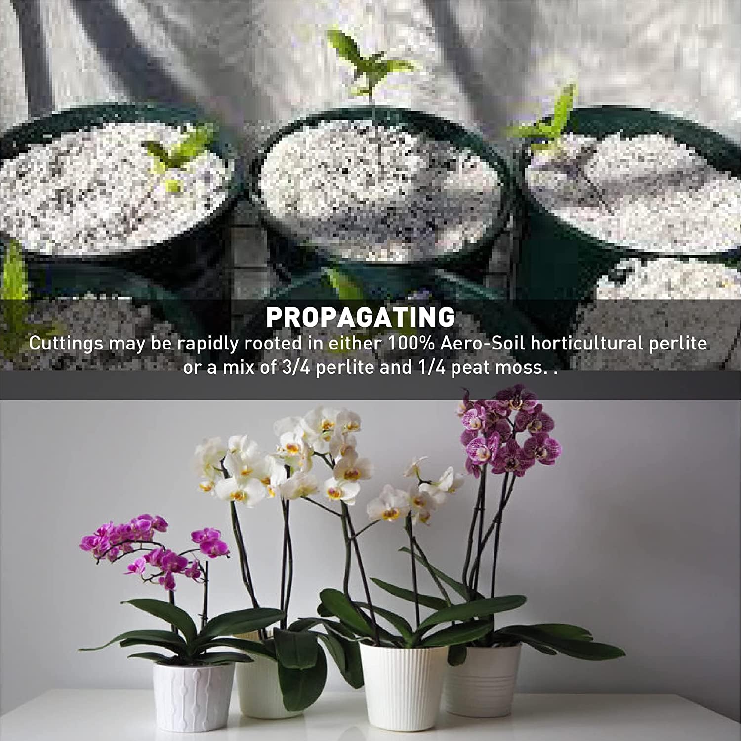 EASYGO AERO-SOIL perlite used for cuttings to support rapid rooting.