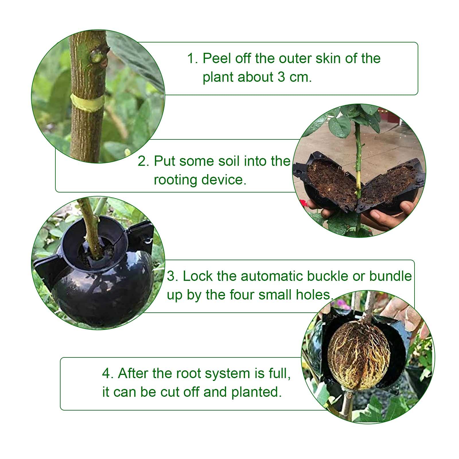 EATHEATY root-growth box in use, suggesting stronger roots and faster maturation