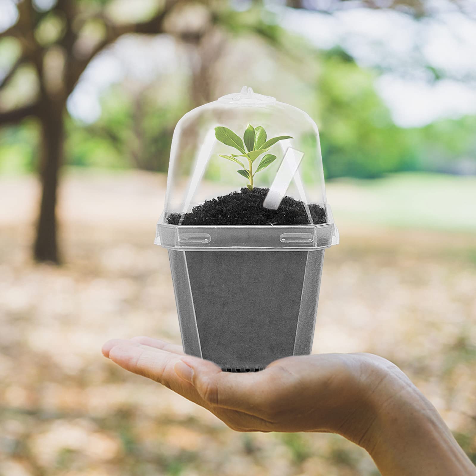 EBaokuup 3-inch clear plastic pot ideal for succulents and herbs.