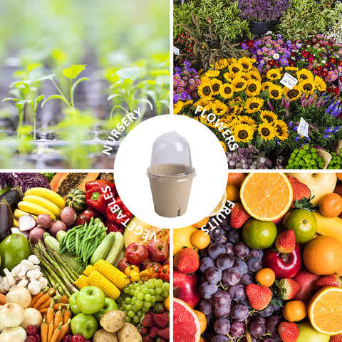 EBaokuup ideal for starting flowers, herbs, and vegetables.
