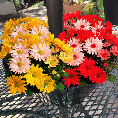 EBaokuup umbrella planter wide application doubles as a centerpiece for garden or patio